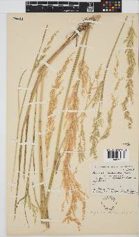 Agrostis lachnantha image