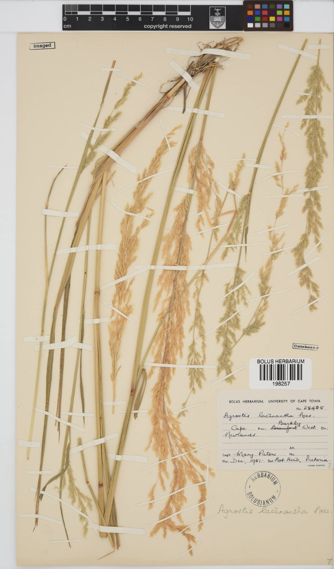 Agrostis image
