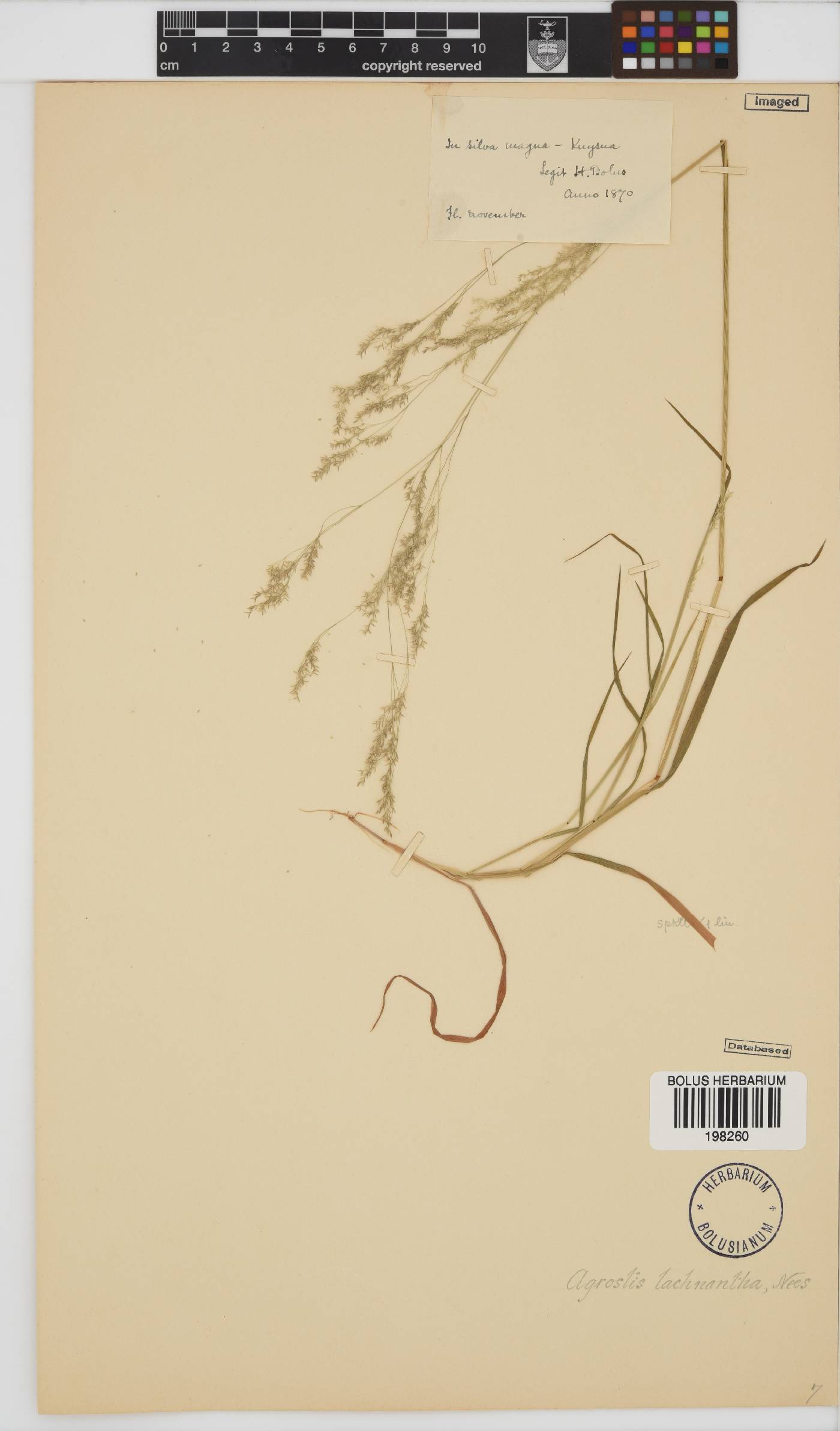 Agrostis image