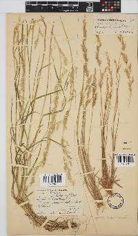 Agrostis lachnantha image