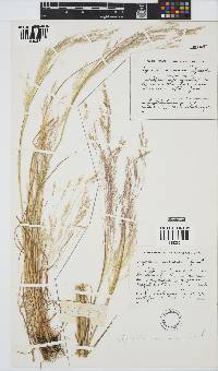 Agrostis avenacea image