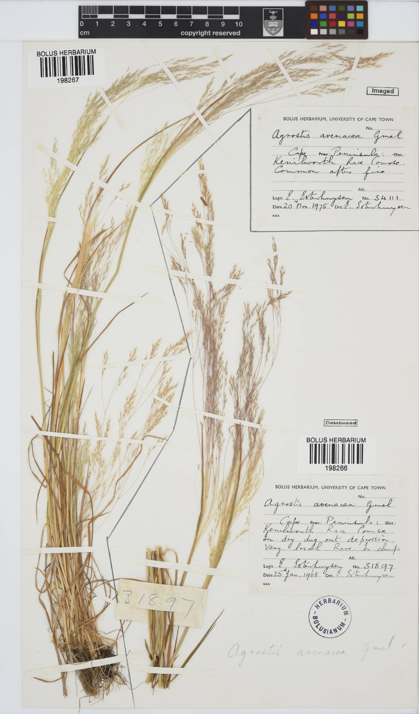 Agrostis avenacea image