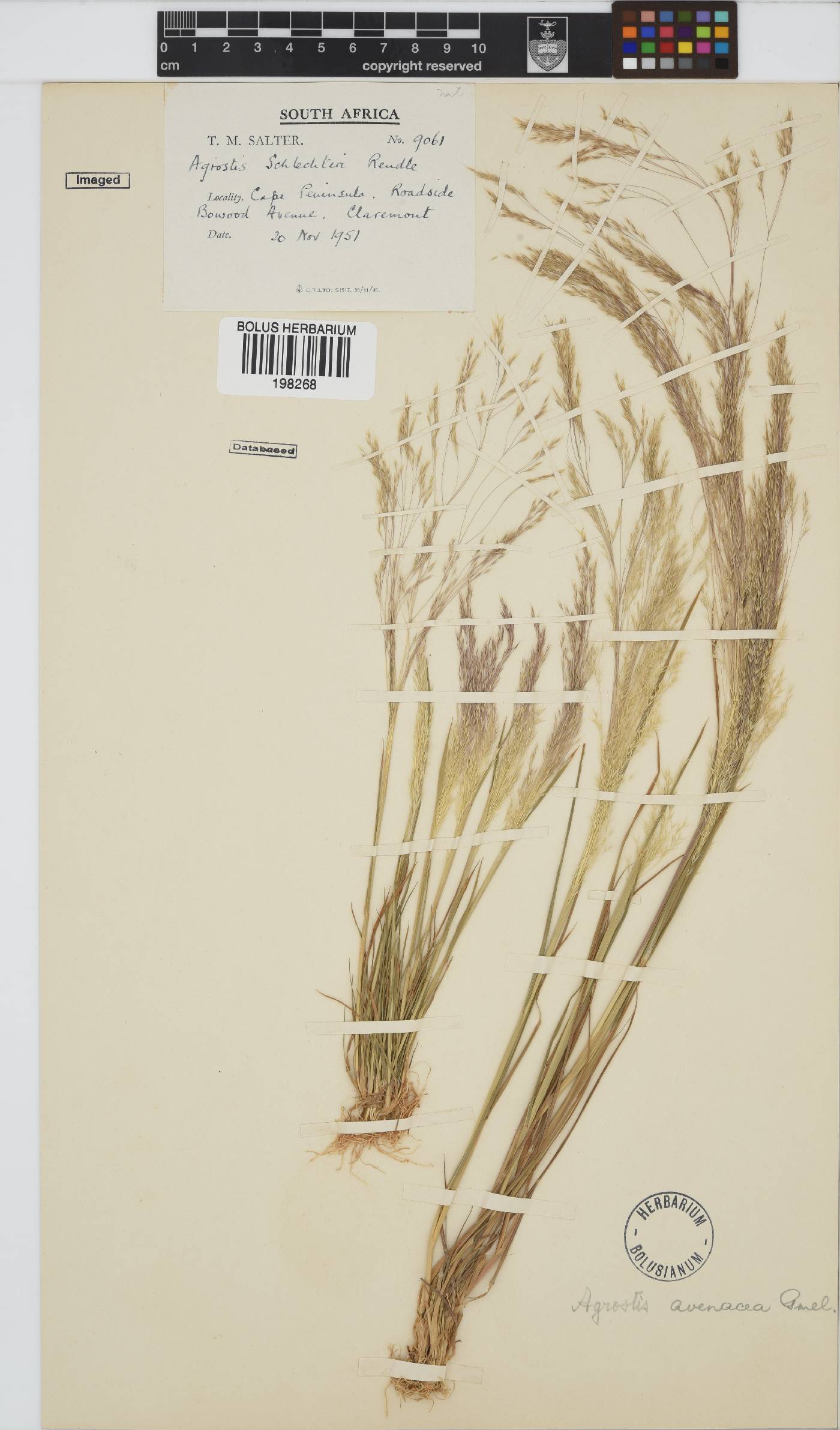 Agrostis avenacea image