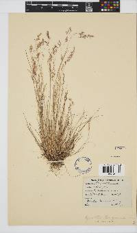 Agrostis bergiana image