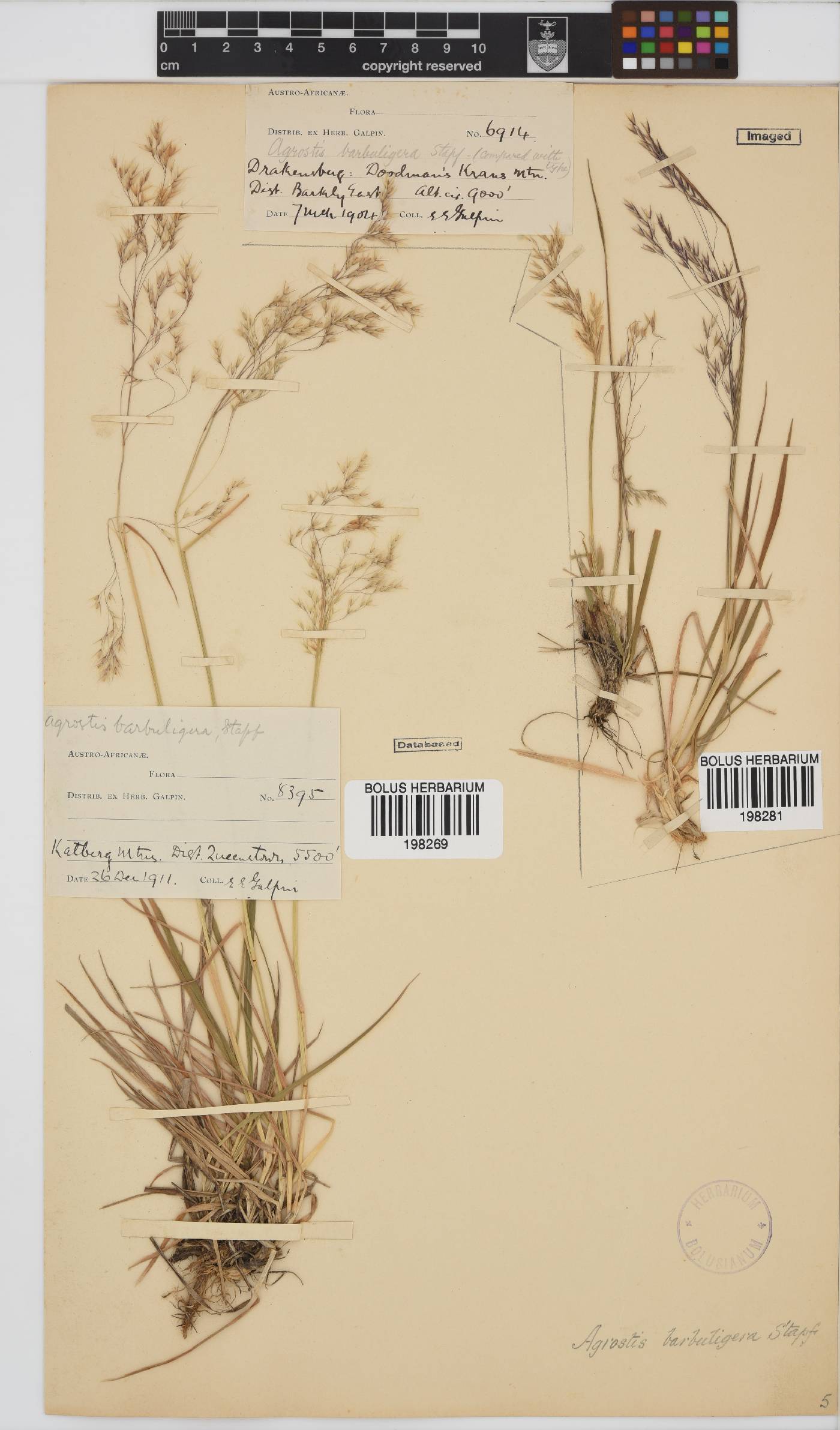 Agrostis barbuligera image