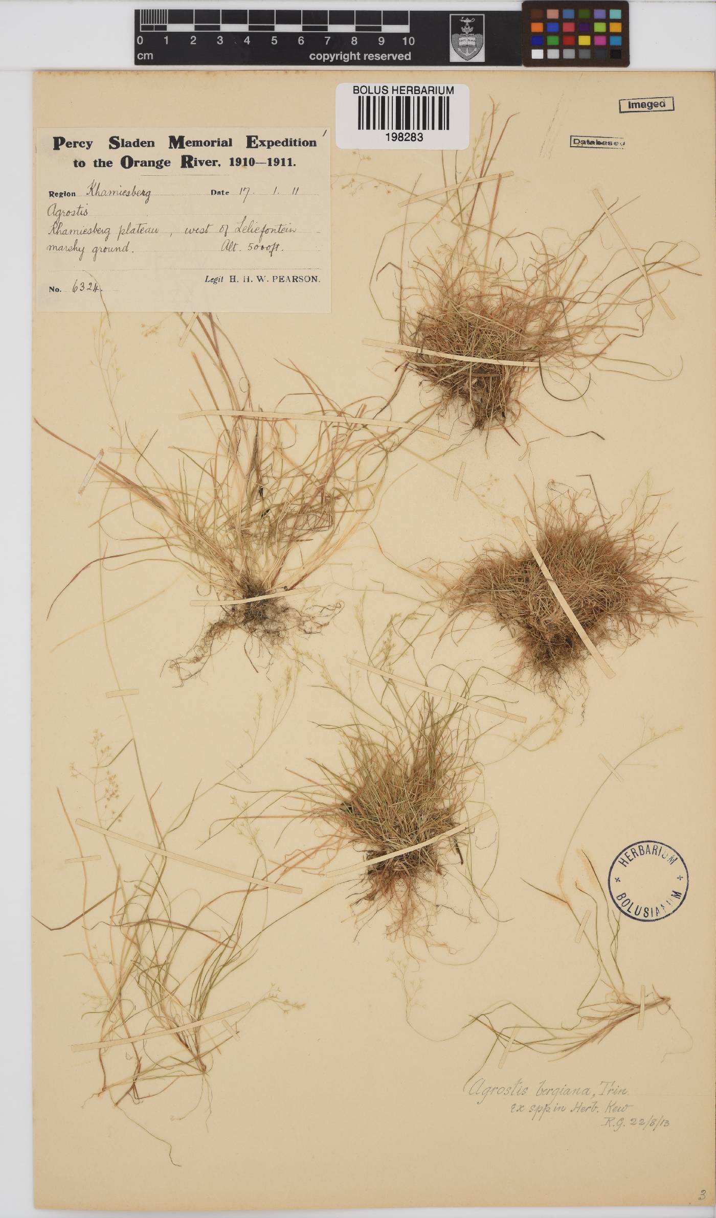 Agrostis image