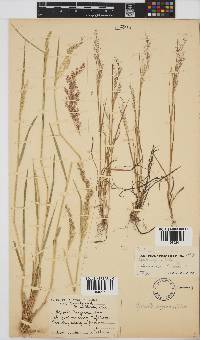 Agrostis bergiana image