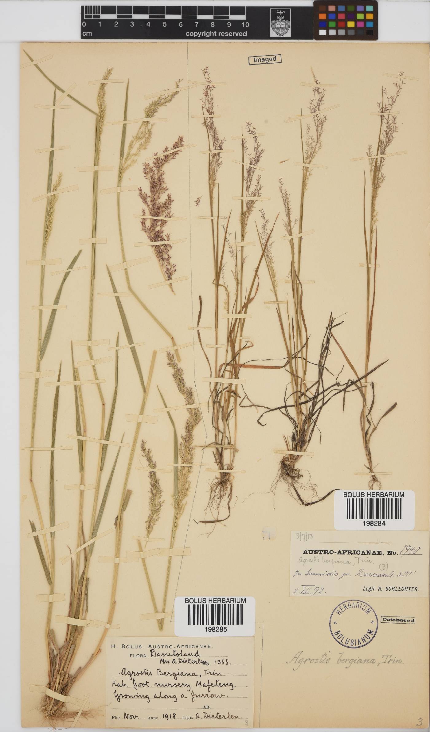 Agrostis image