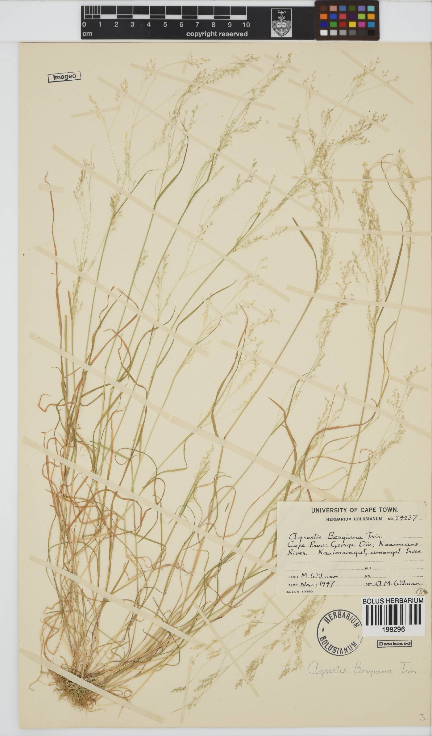 Agrostis bergiana image