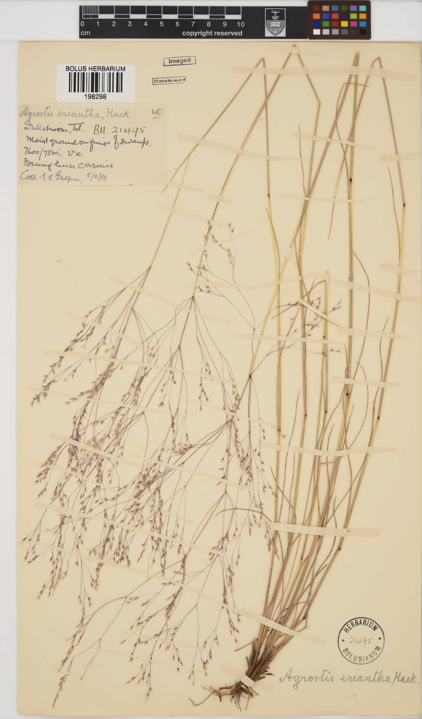 Agrostis eriantha image