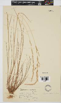 Agrostis lachnantha image