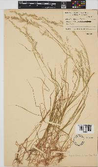 Agrostis lachnantha image