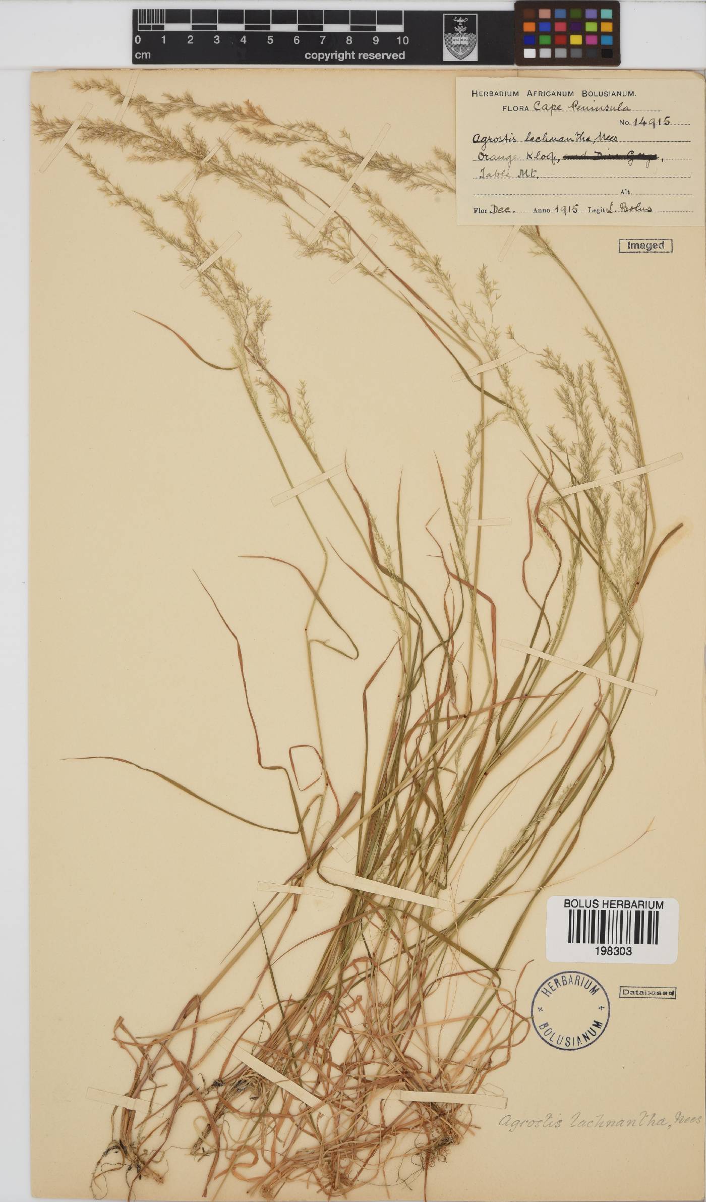 Agrostis lachnantha image