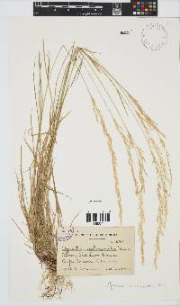 Agrostis lachnantha image