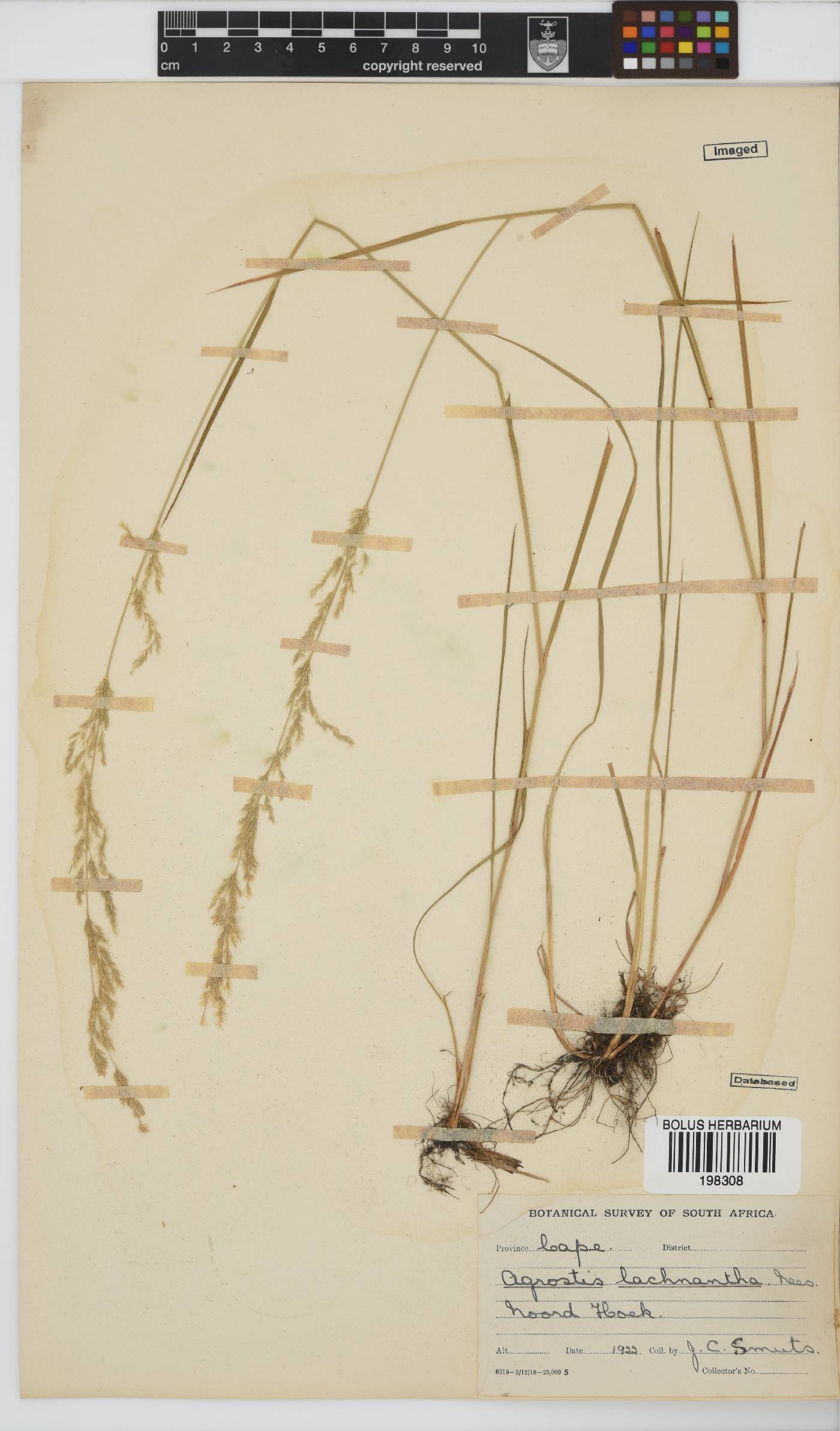 Agrostis lachnantha image