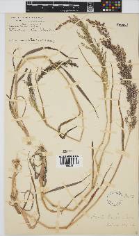 Agrostis lachnantha image