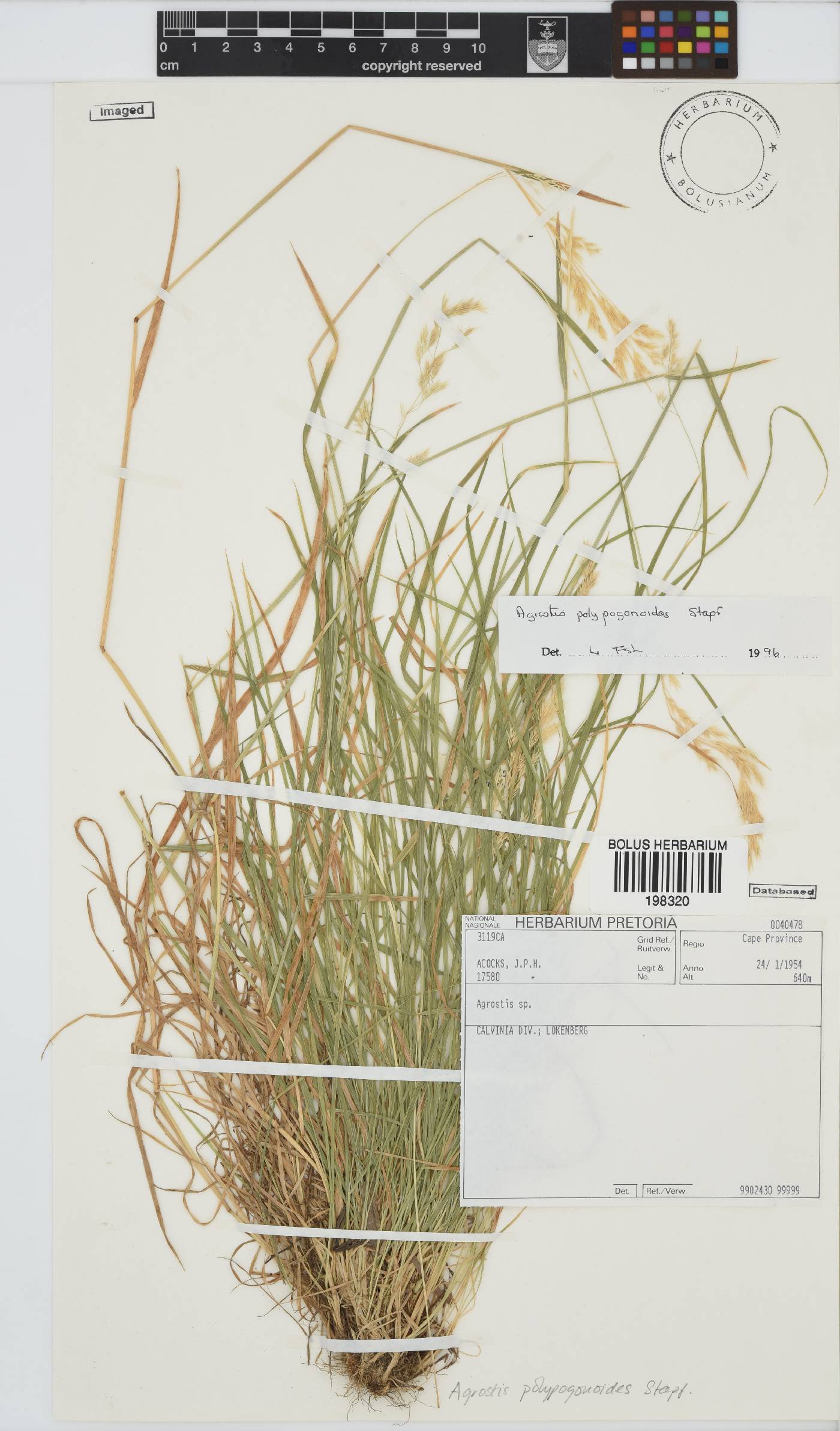 Agrostis polypogonoides image