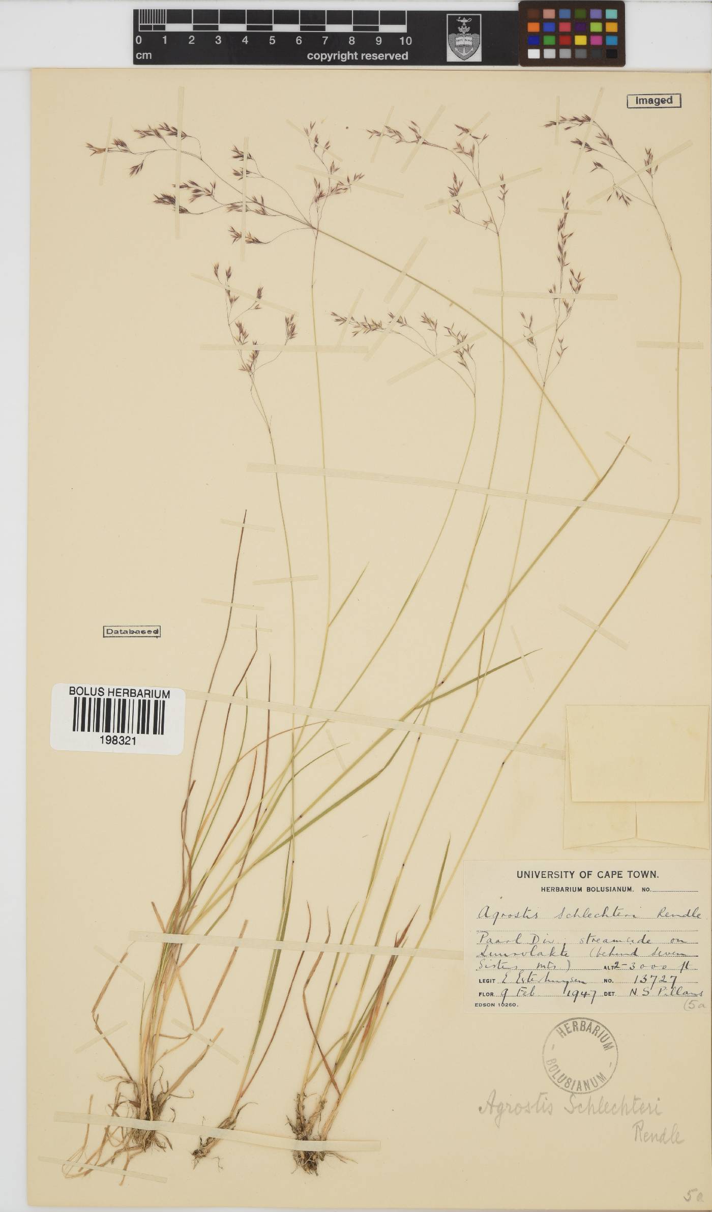 Agrostis schlechteri image