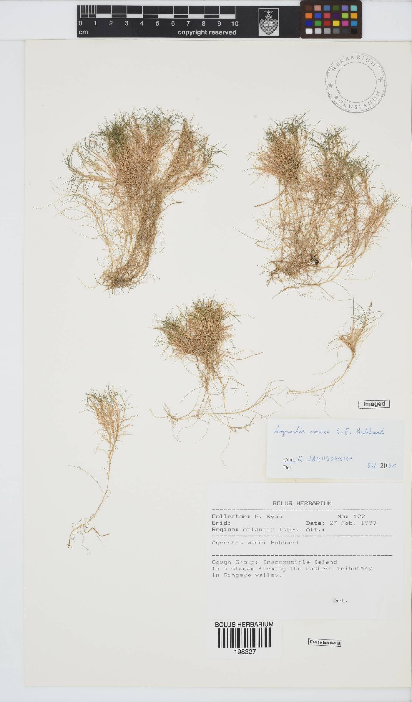 Agrostis wacei image