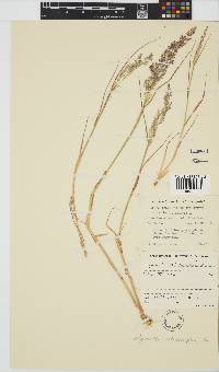 Agrostis stolonifera image