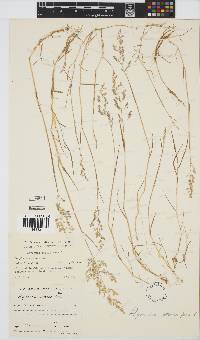 Agrostis stolonifera image