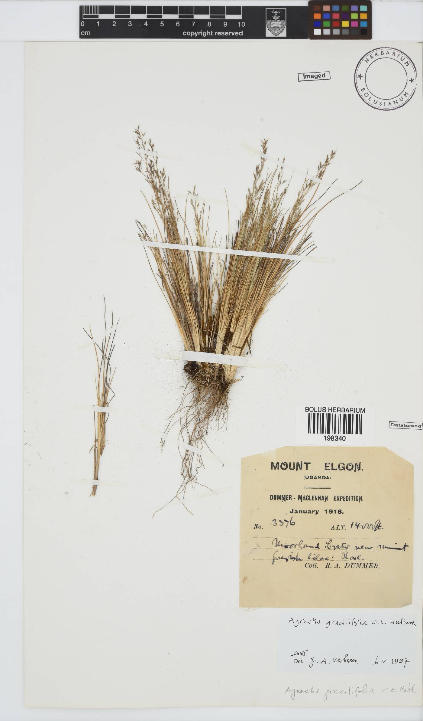 Agrostis gracilifolia image