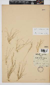 Agrostis gracilifolia image