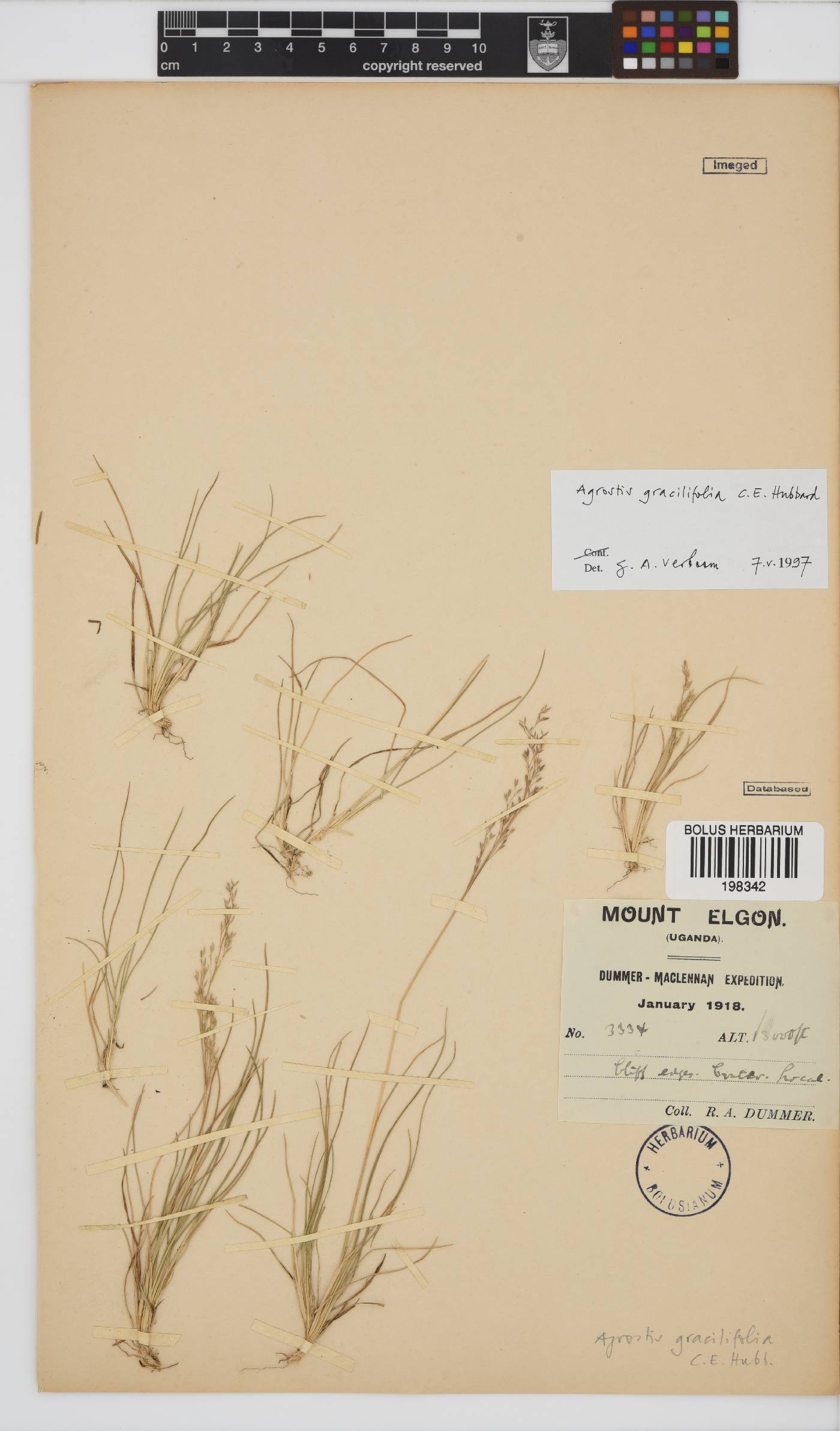 Agrostis gracilifolia image