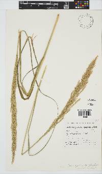 Image of Calamagrostis epigejos