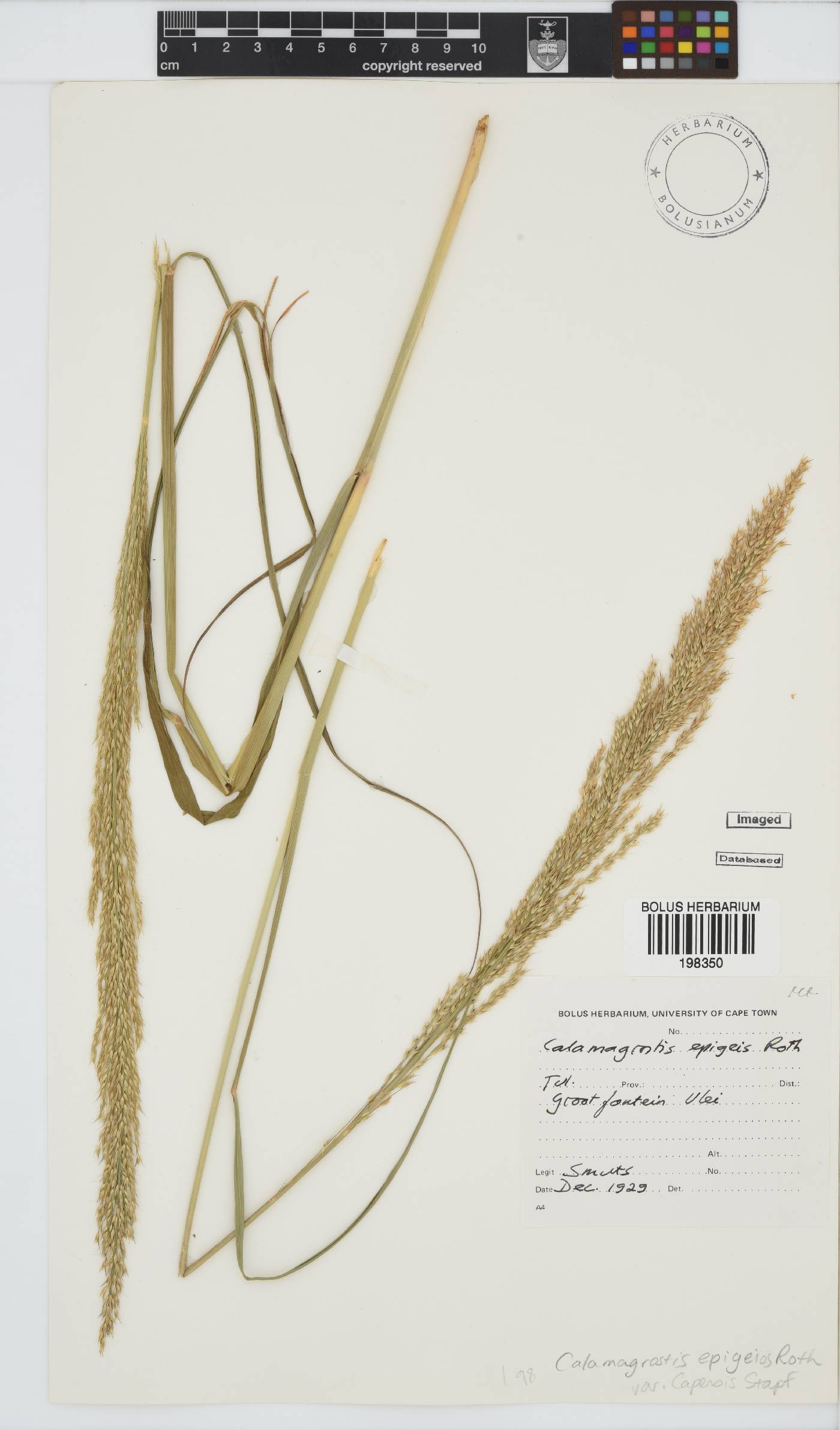Calamagrostis image