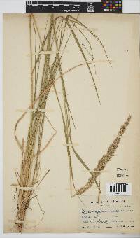 Calamagrostis epigejos image