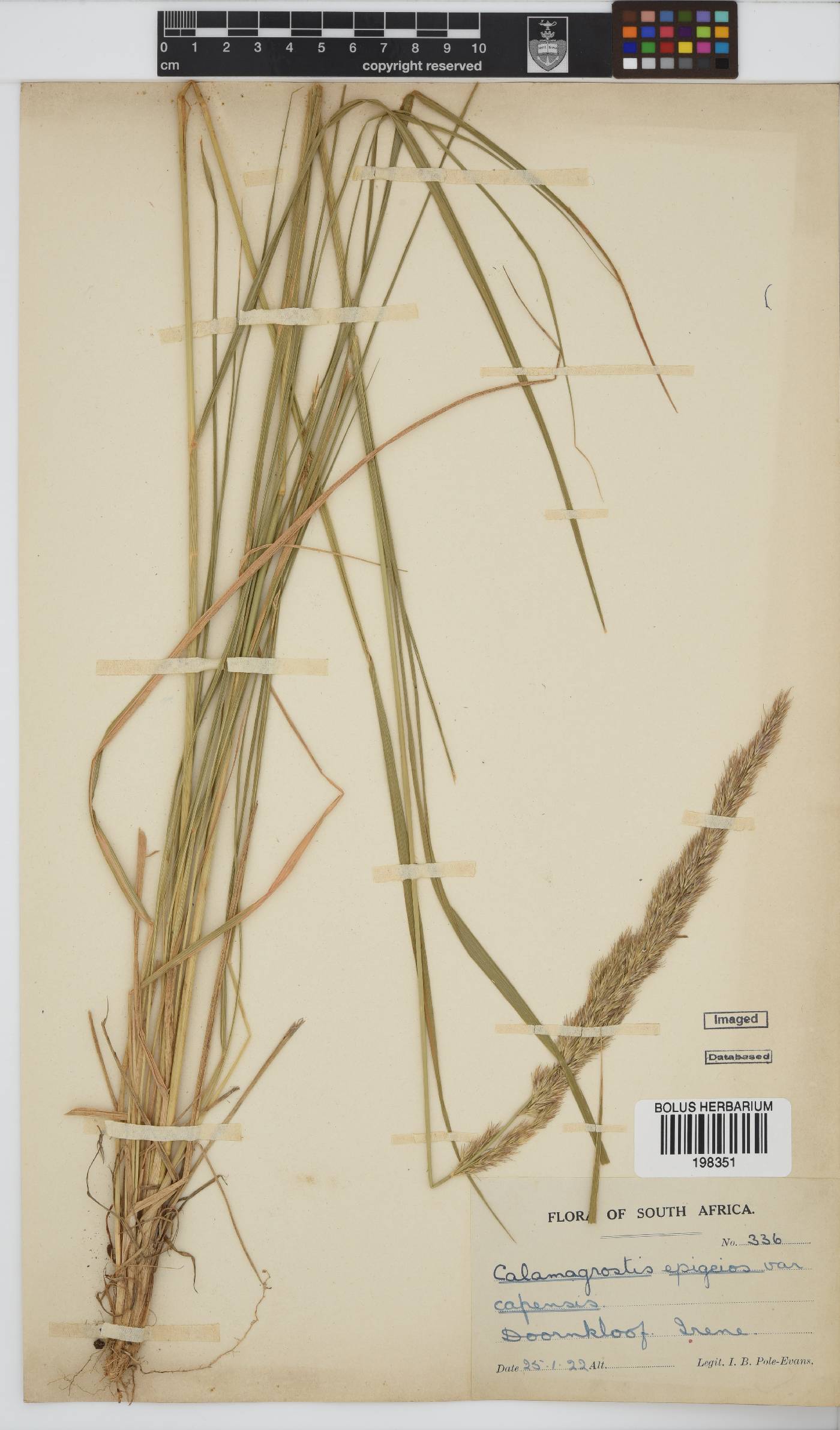 Calamagrostis image
