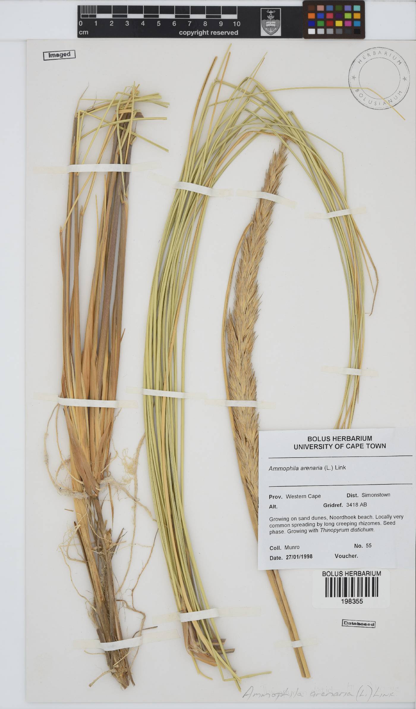 Ammophila arenaria image