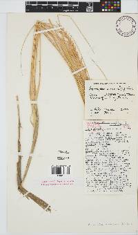 Ammophila arenaria image