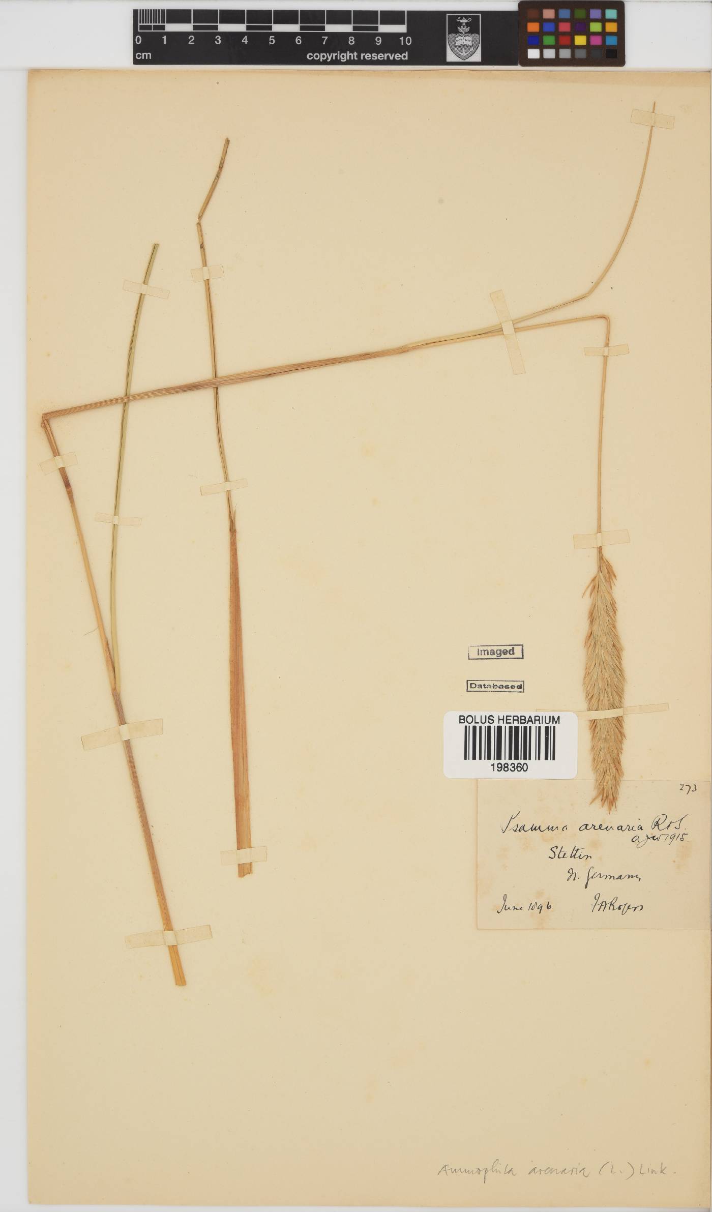 Ammophila image