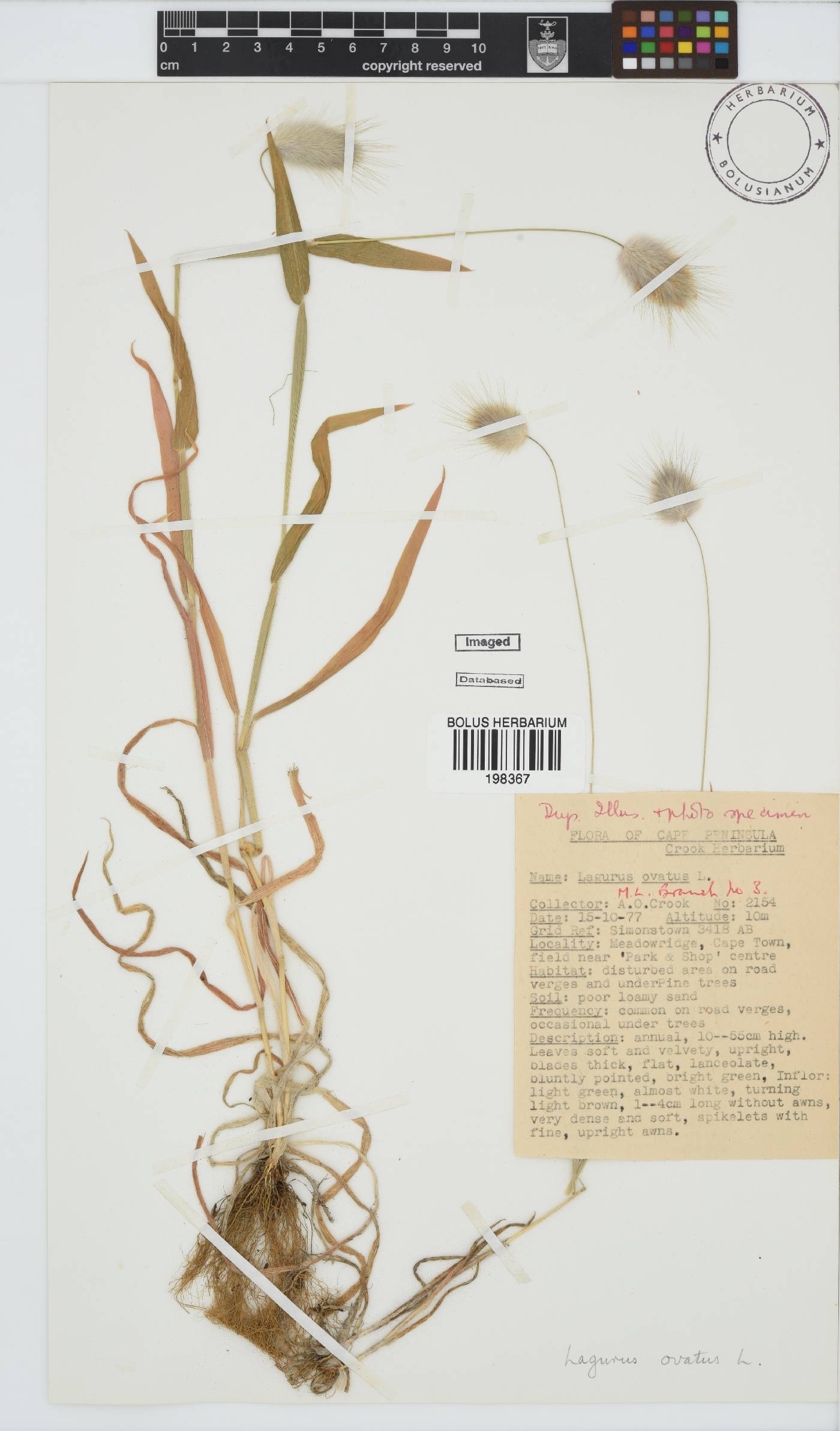 Lagurus ovatus image