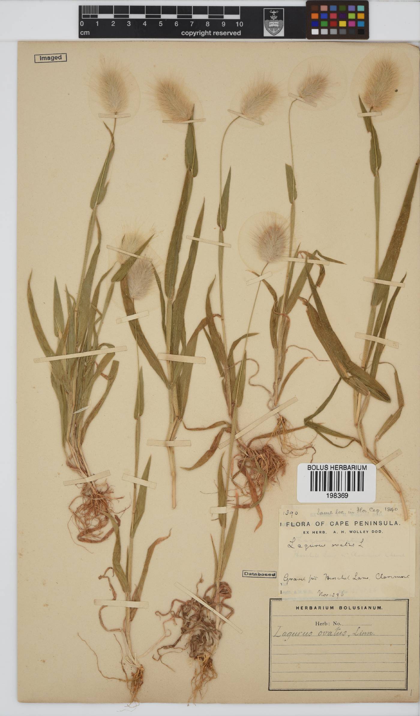 Lagurus ovatus image