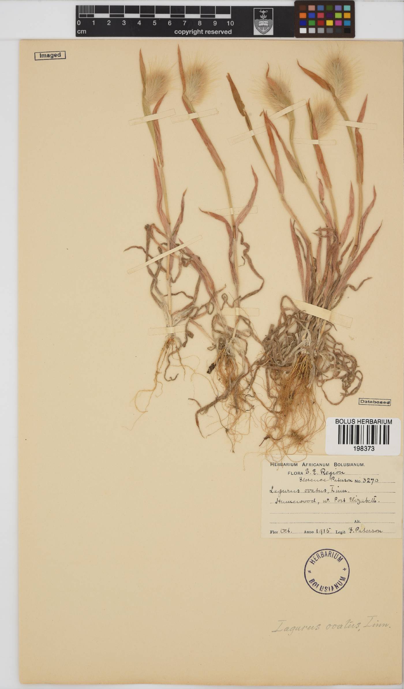 Lagurus image