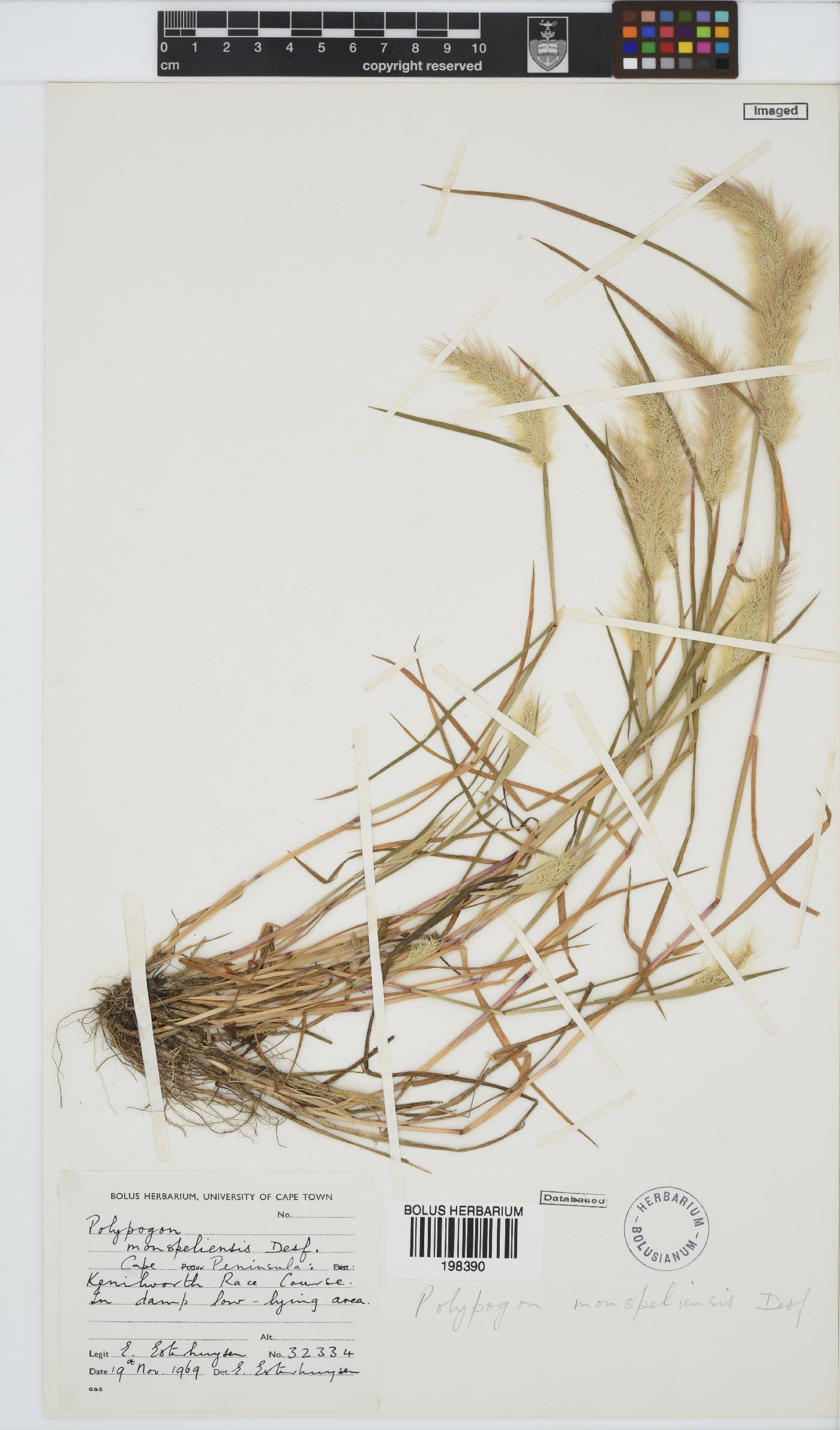 Polypogon image