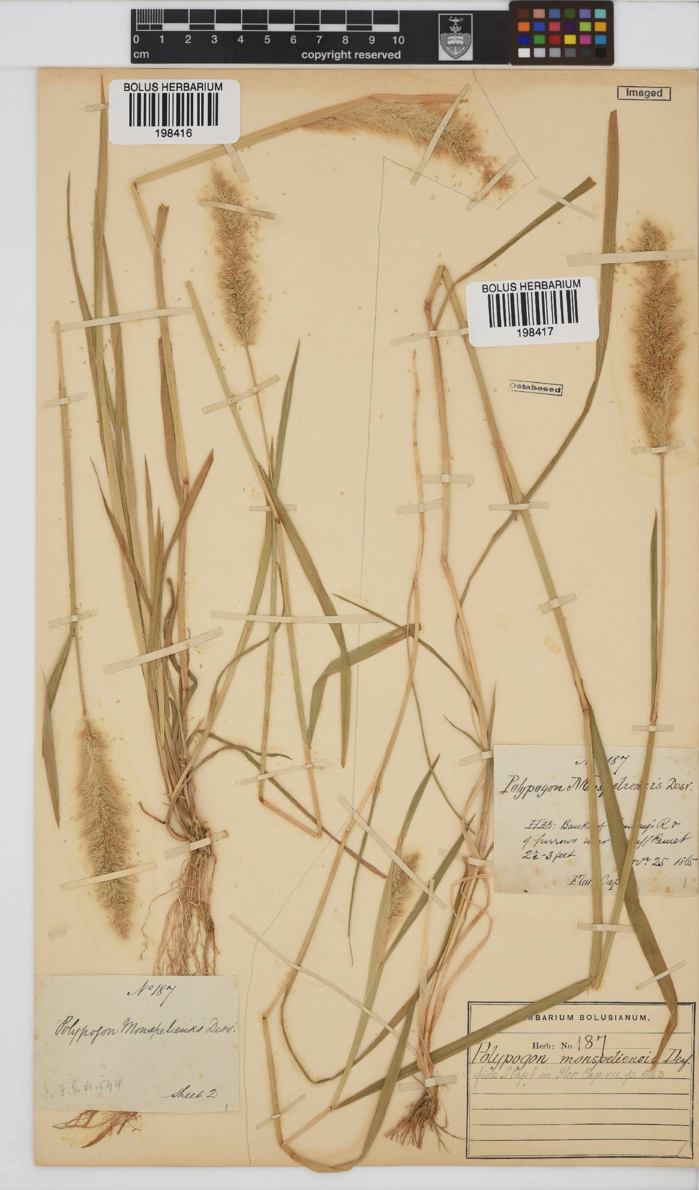 Polypogon monspeliensis image