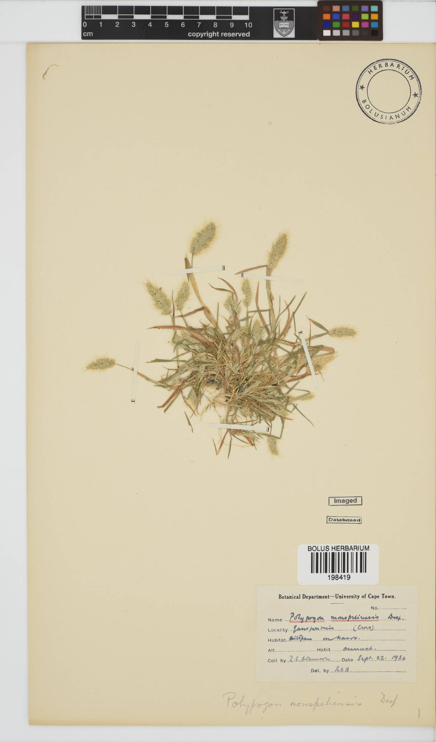 Polypogon monspeliensis image