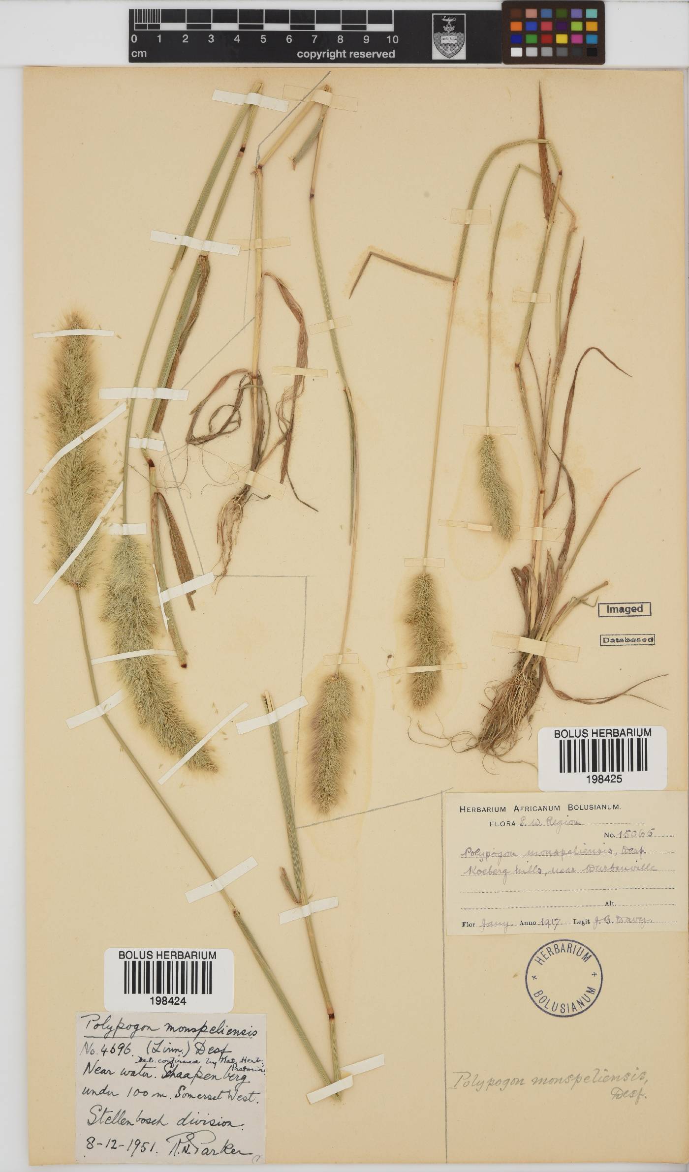 Polypogon image