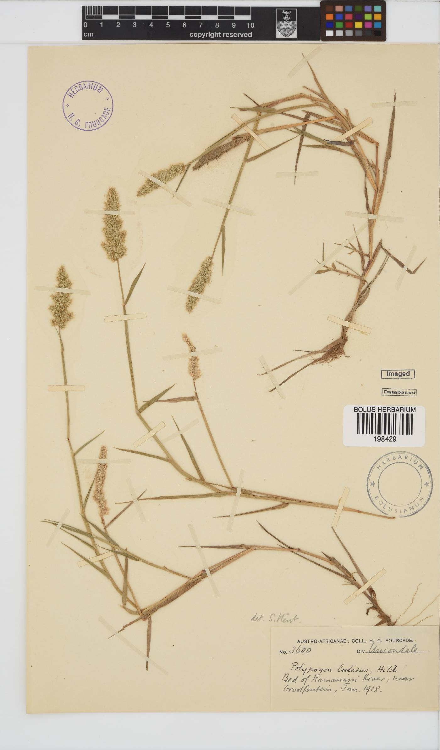 Polypogon image