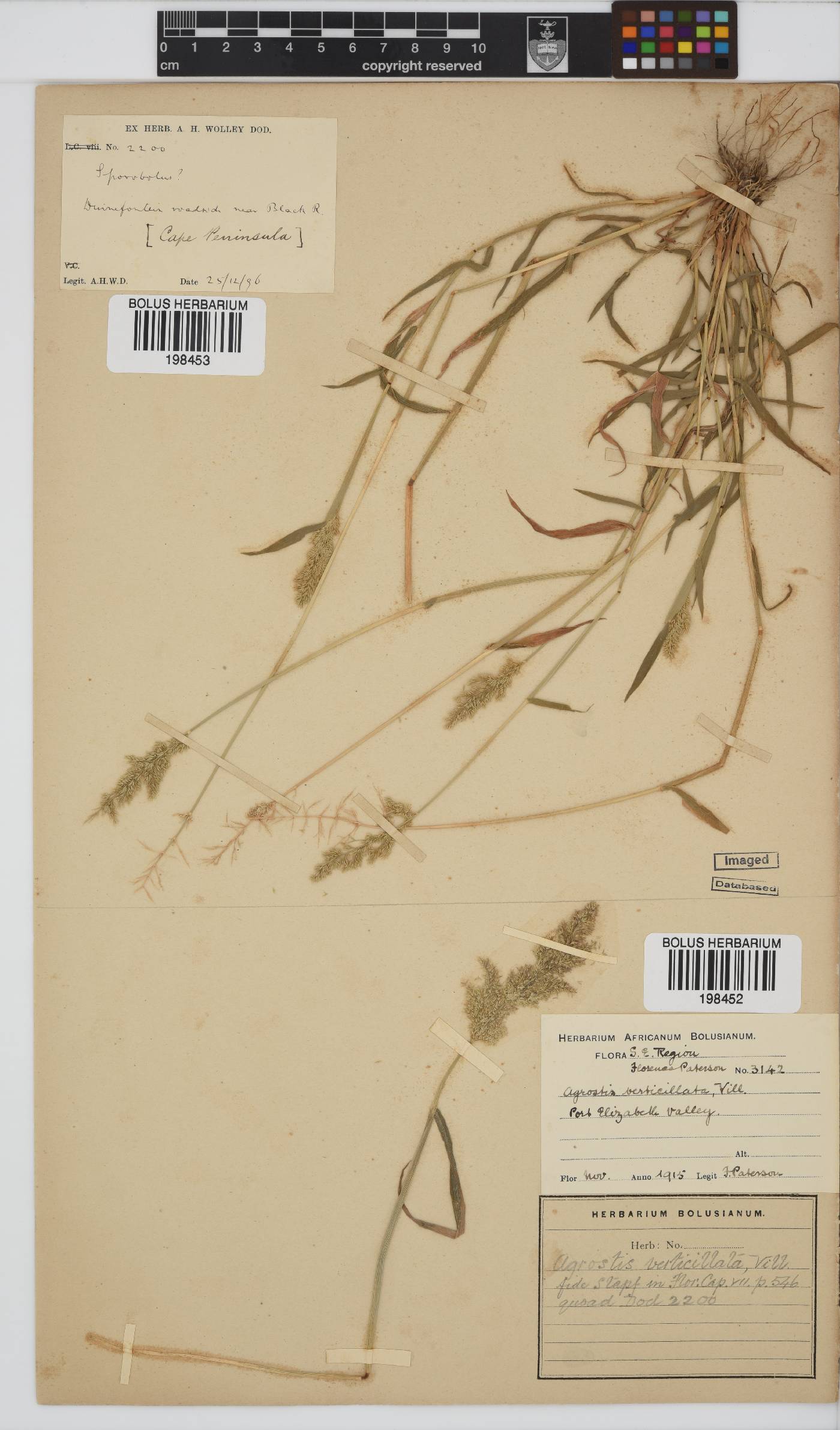 Polypogon image