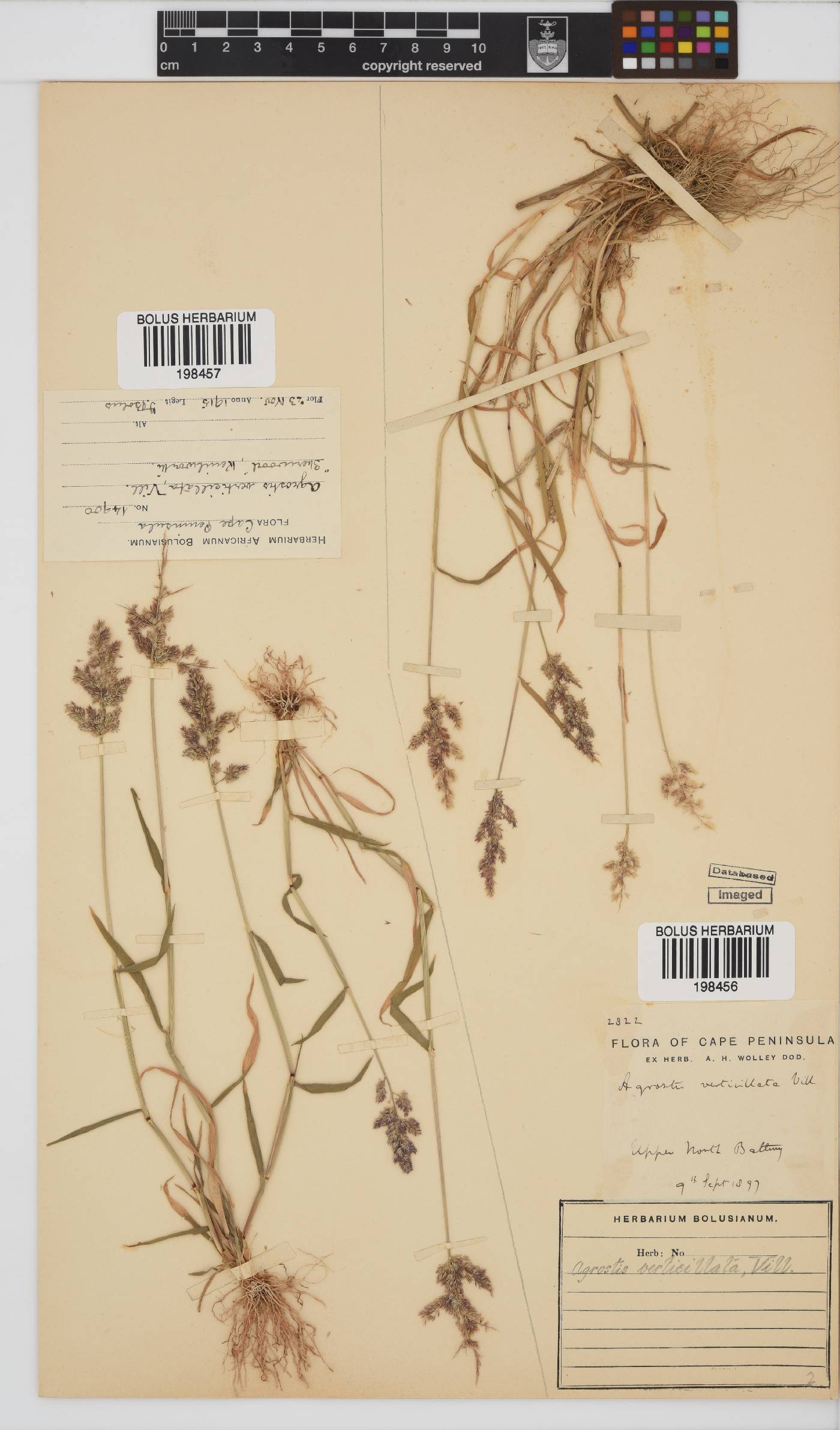 Polypogon image