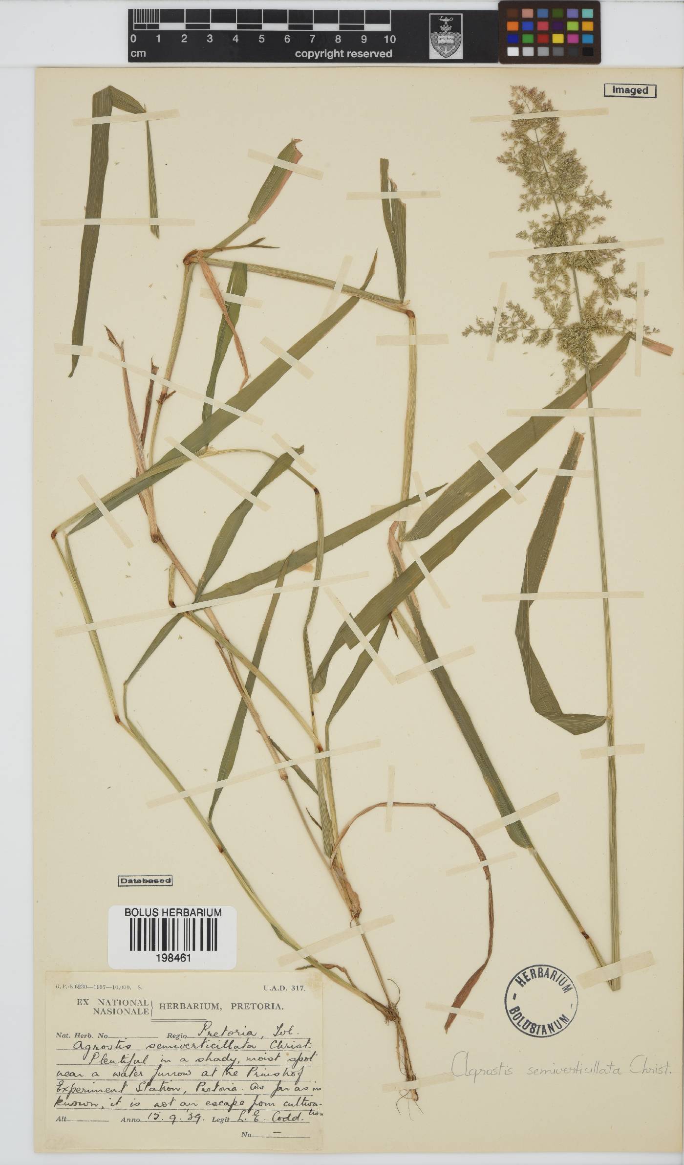 Polypogon viridis image