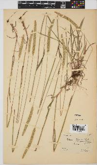 Image of Phleum phleoides