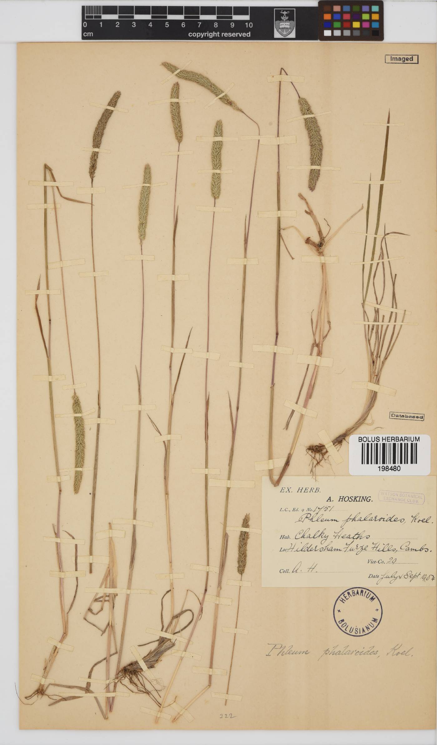 Phleum phleoides image