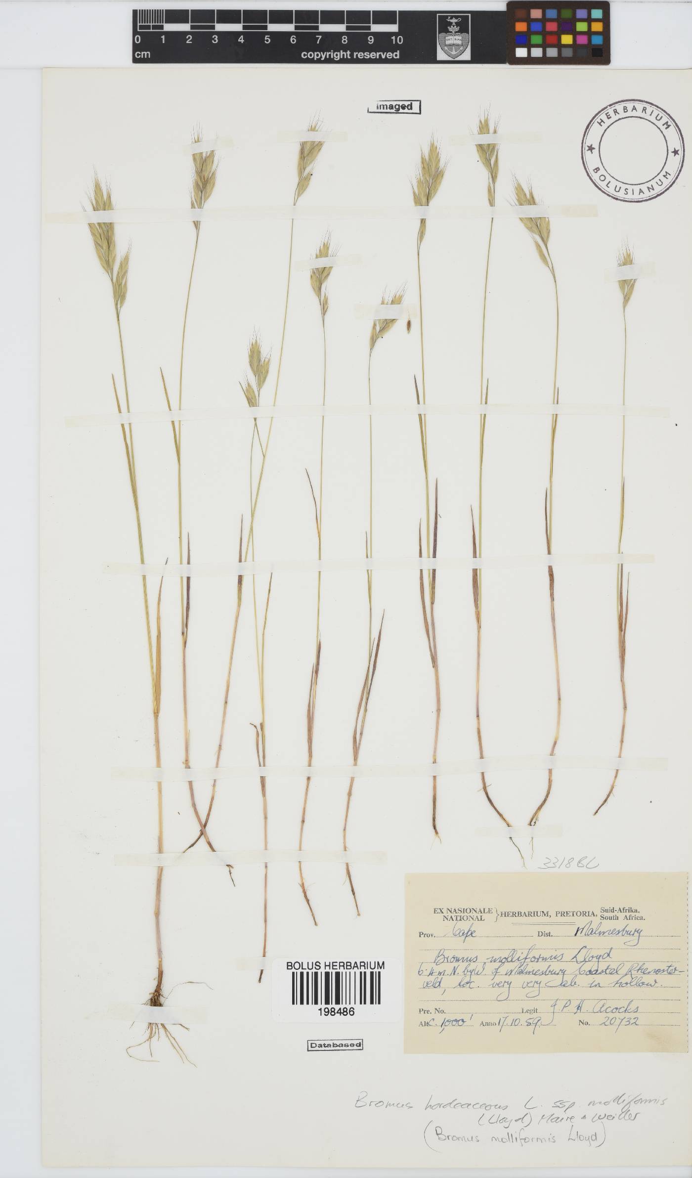 Bromus hordeaceus subsp. molliformis image