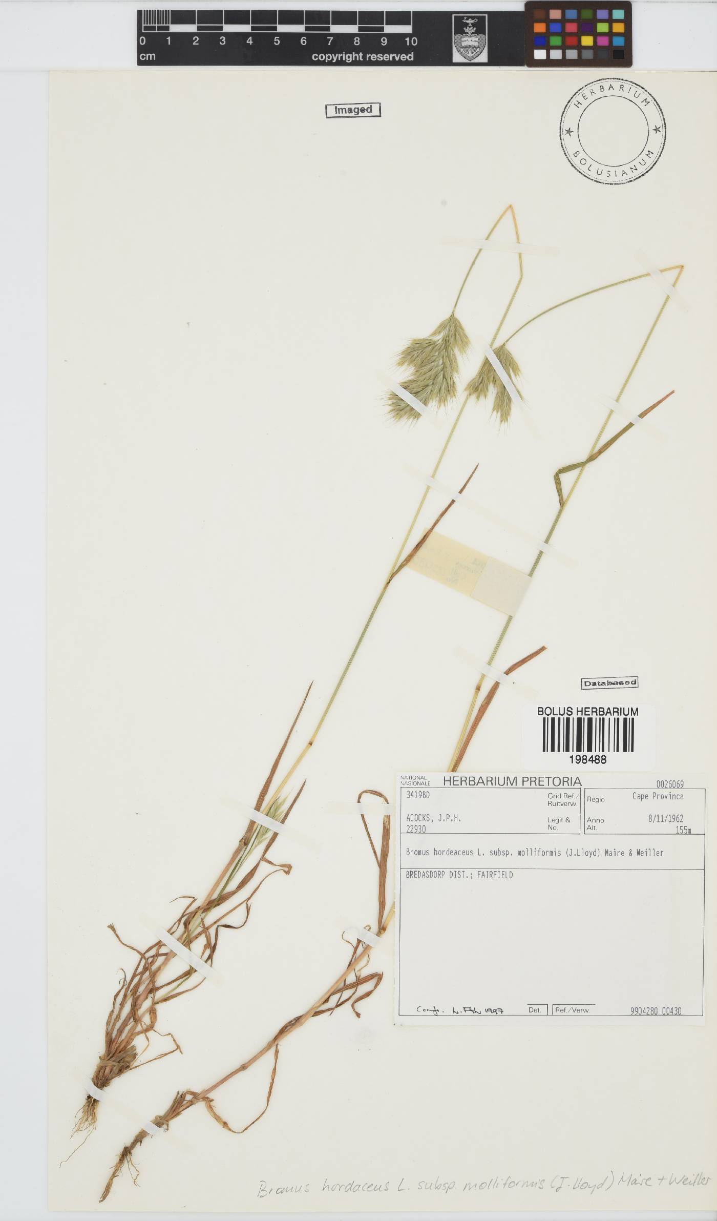 Bromus hordeaceus image